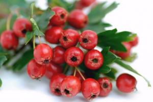 Косточки из плодов боярышника: полезные свойства и противопоказания